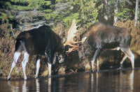 Moose Watcher's Handbook

