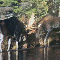 Moose Watcher's Handbook